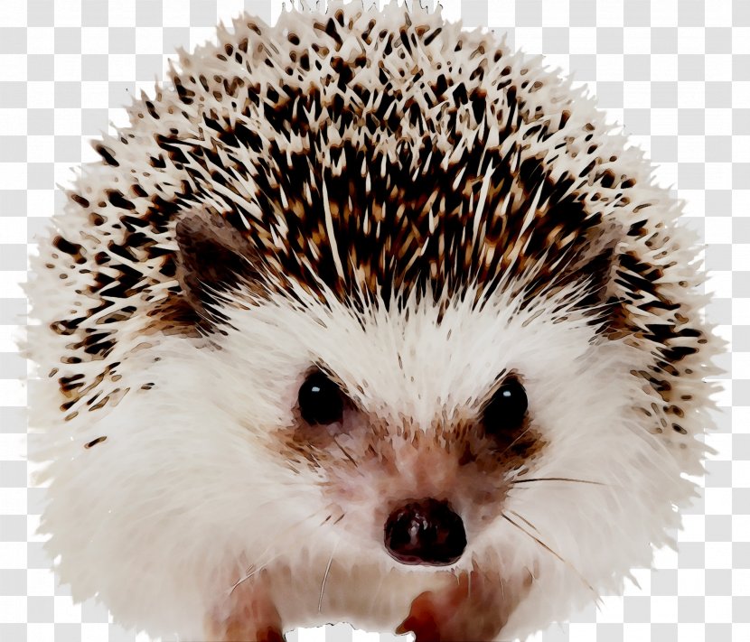 Domesticated Hedgehog Hedgehogs As Pets European Mammal - Art Transparent PNG