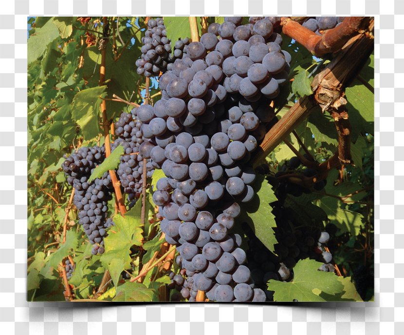 Winery Nebbiolo Italian Wine Tasting Transparent PNG