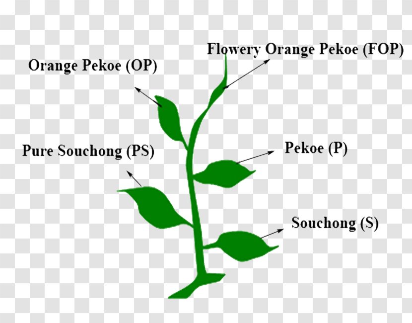 Clip Art Logo Brand Leaf Plant Stem - Green - Rooibos Transparent PNG