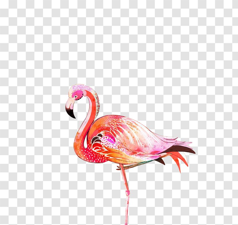 Greater Flamingo Bird Illustration - Flamingos Transparent PNG