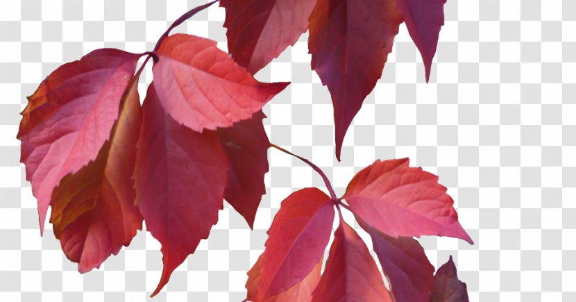 Autumn Leaf Color Clip Art - Flower Transparent PNG