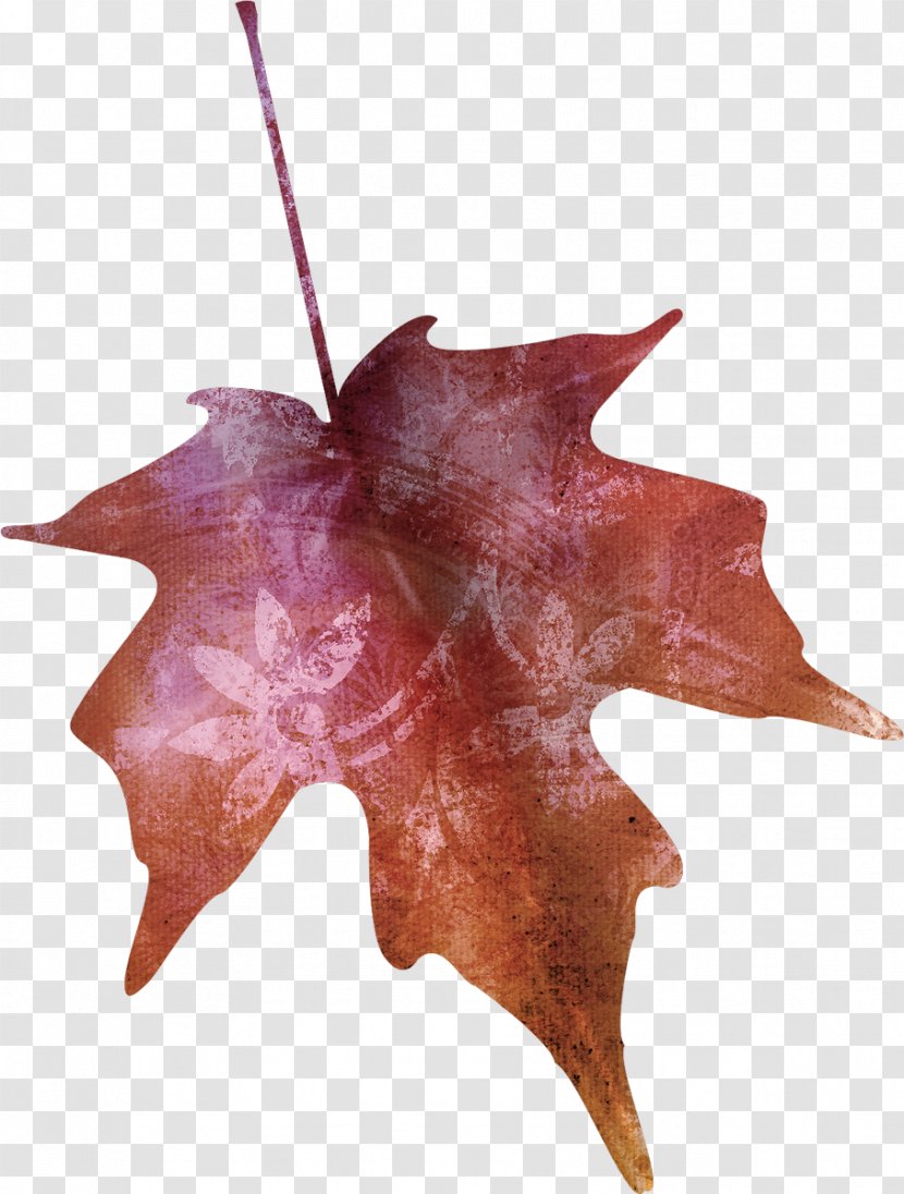 Maple Leaf Tree Plant - Leaves Transparent PNG