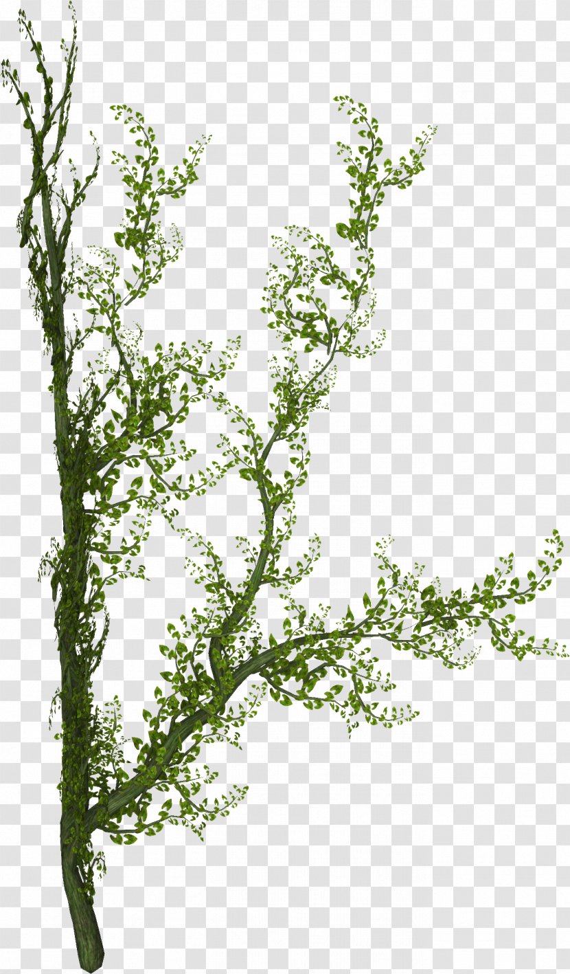 Plant Tree Liana Vine - Ivy Transparent PNG