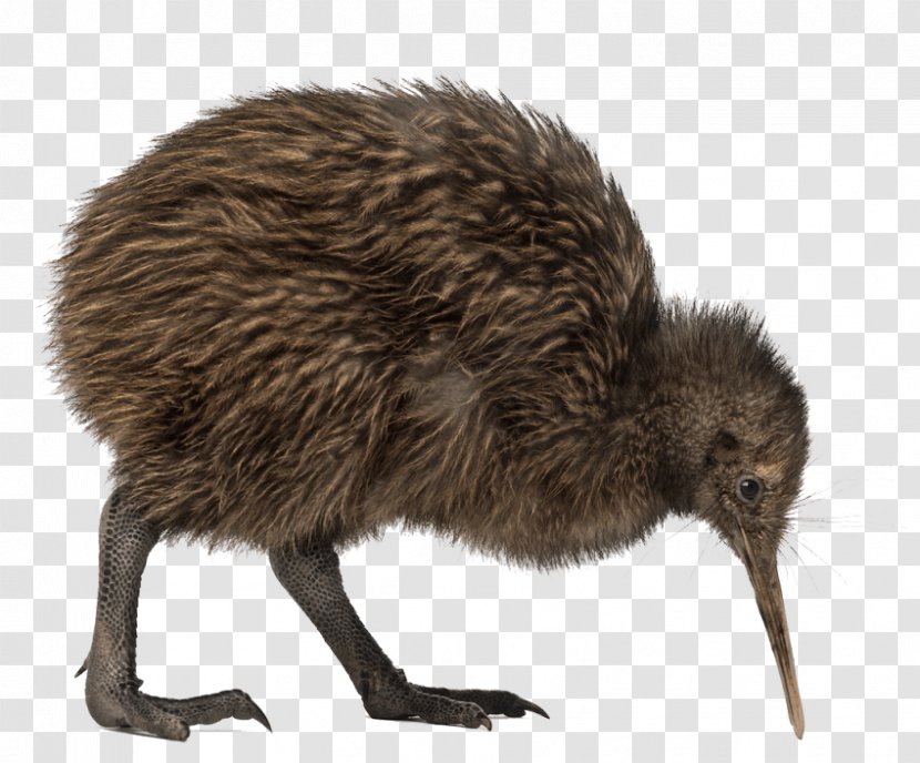Bird North Island Brown Kiwi Great Spotted Little - Takahe Transparent PNG