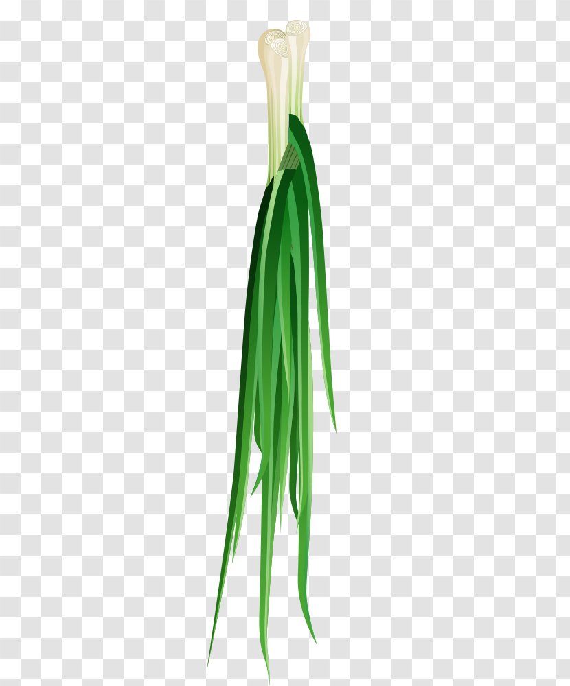 Clip Art - Commodity - Hand-painted Onion Transparent PNG