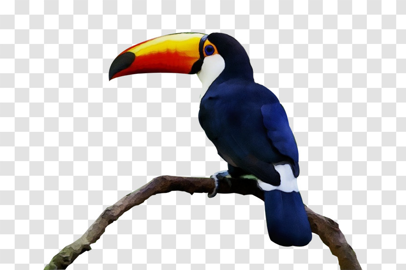 Toucans Piciformes Beak Biology Science Transparent PNG