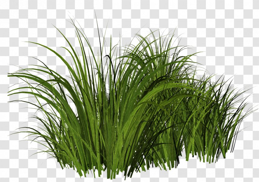 Lawn Clip Art - Garden - Sweet Grass Transparent PNG
