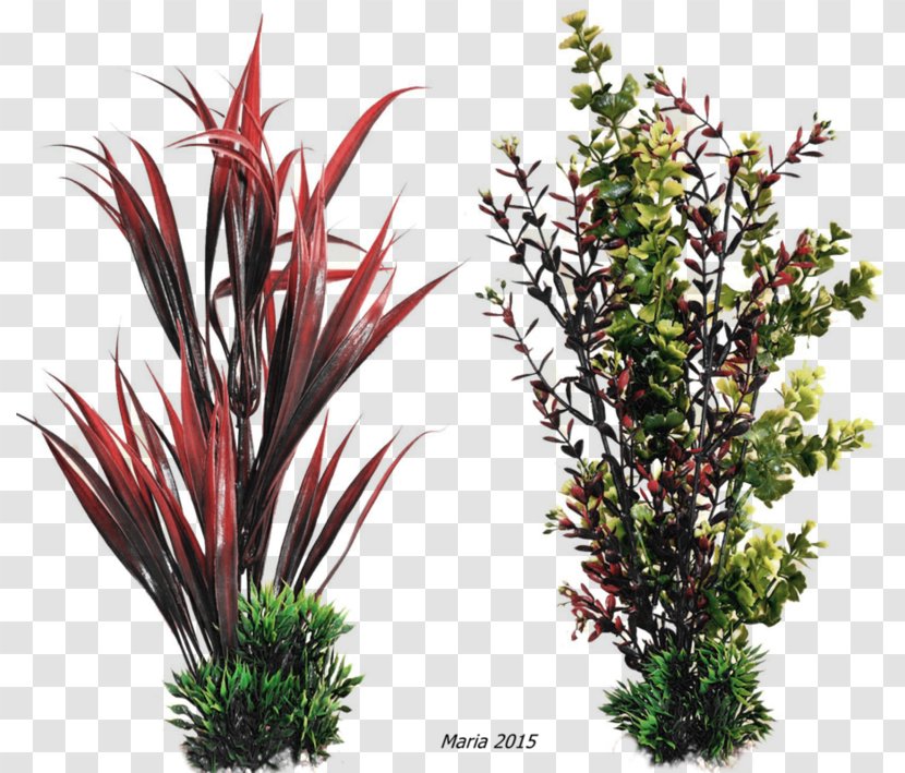 Farbatlas Tropenpflanzen. Zier- Und Nutzpflanzen Aquarienpflanze Embryophyta - Pflanzen Transparent PNG
