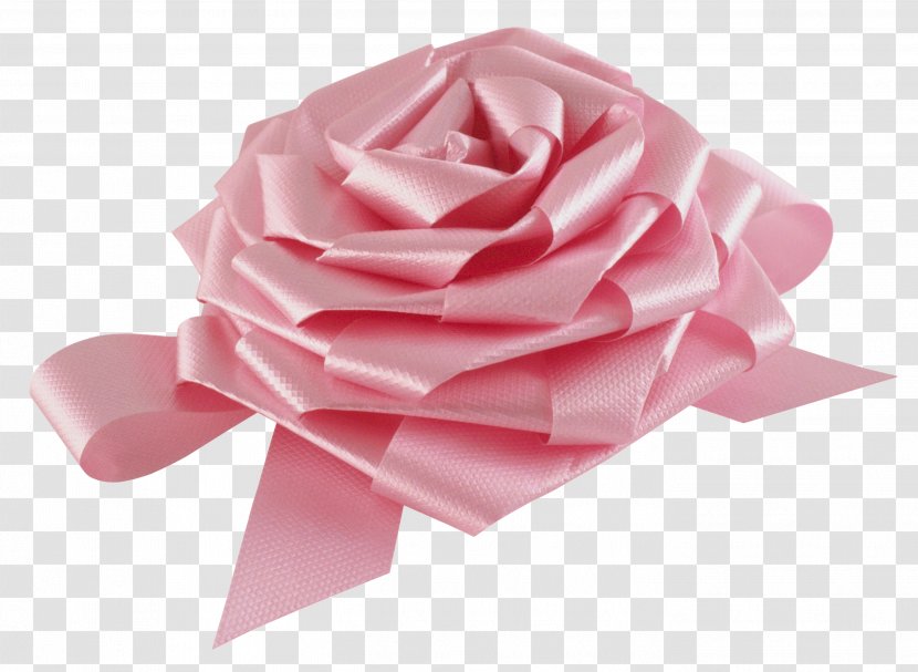 Garden Roses Rosaceae Ribbon - Rose - Bow Transparent PNG