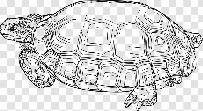 Turtle Gopherus Reptile Desert Tortoise Clip Art - Tortoide Transparent PNG