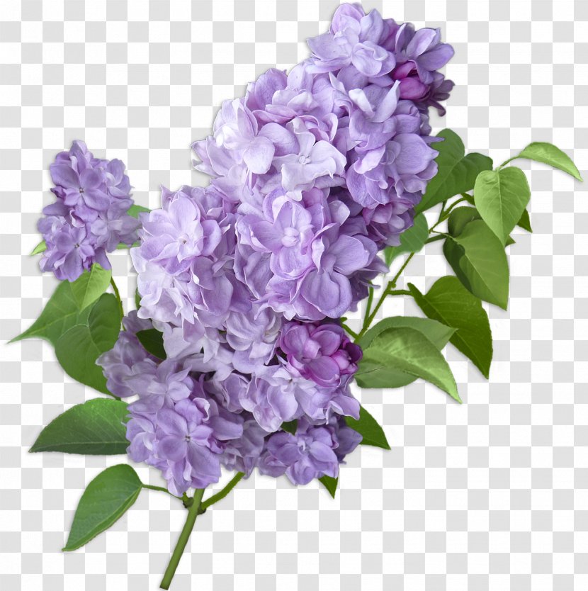 Lilac Cut Flowers Violet Hydrangea - Plant Transparent PNG