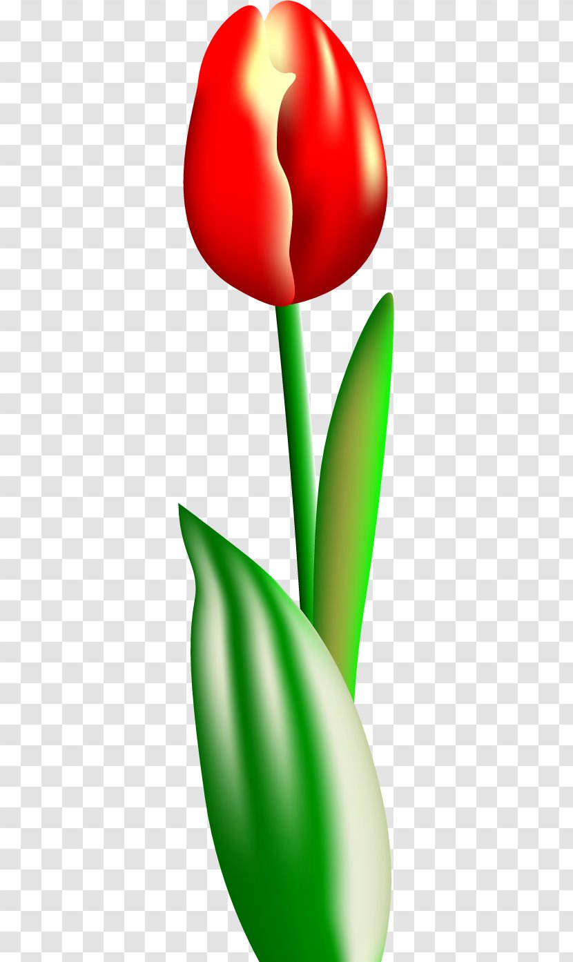 Petal Tulip Clip Art - Plant Stem Transparent PNG