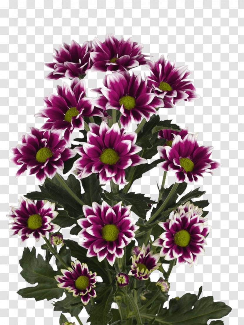 Chrysanthemum Flower Garden Roses Plant Tulip Transparent PNG