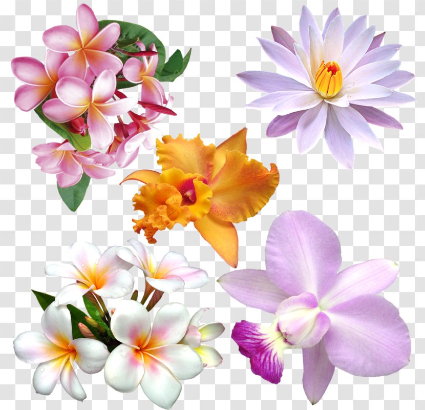 Flower Clip Art Image Floral Design - Wreath Transparent PNG
