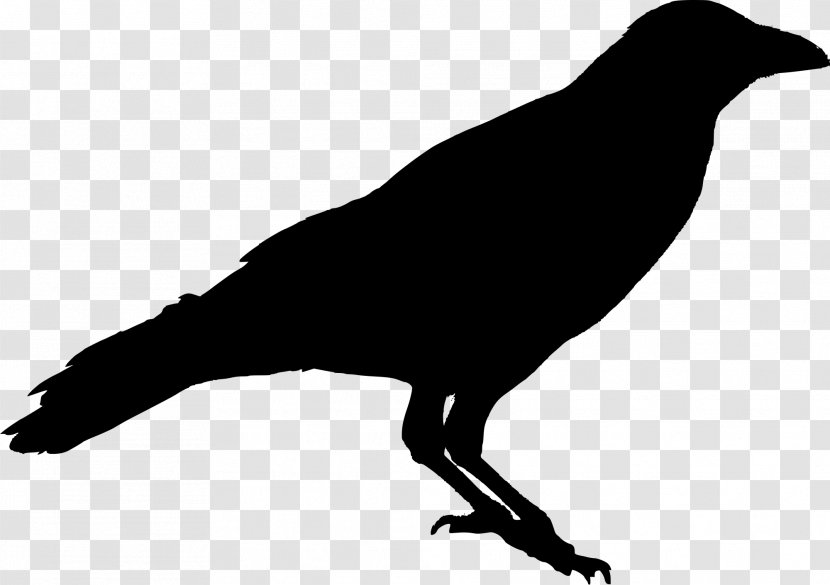 American Crow Bird Raven Silhouette - Sparrow Transparent PNG