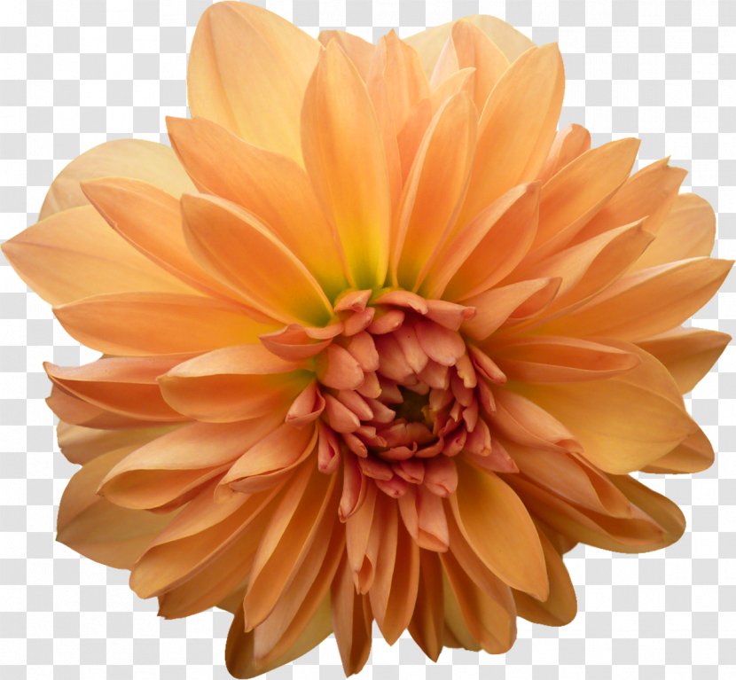 Dahlia Cut Flowers Daisy Family Petal - Plant - Lime Transparent PNG