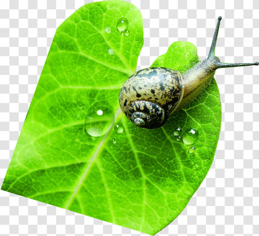 Green Fundal - Water Droplets Snail Transparent PNG