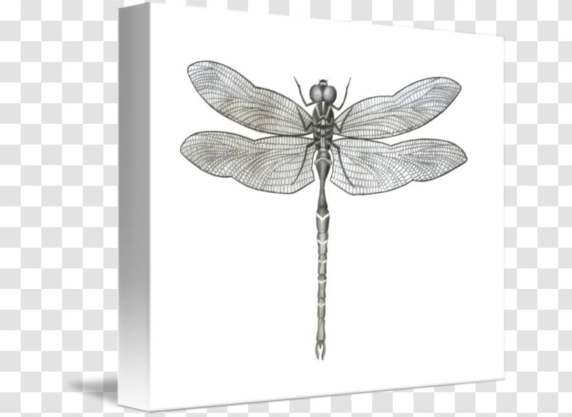 Insect Imagekind Butterfly Art Black And White - Dragonfly - Dragon Fly Transparent PNG