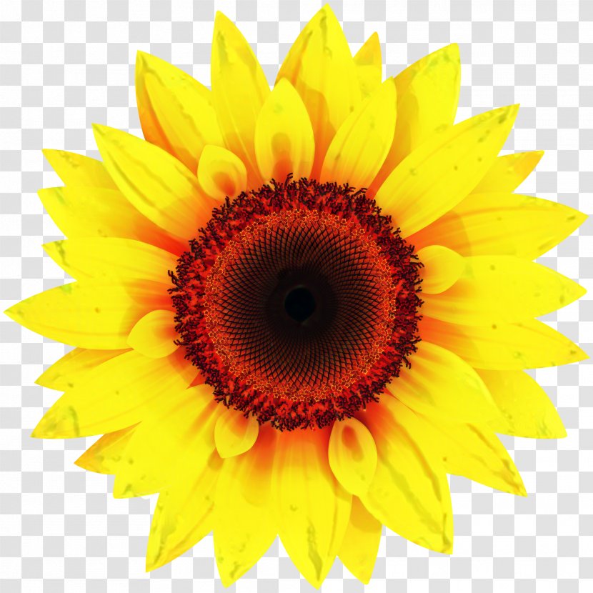 Clip Art Image Common Sunflower Illustration - Petal - Closeup Transparent PNG