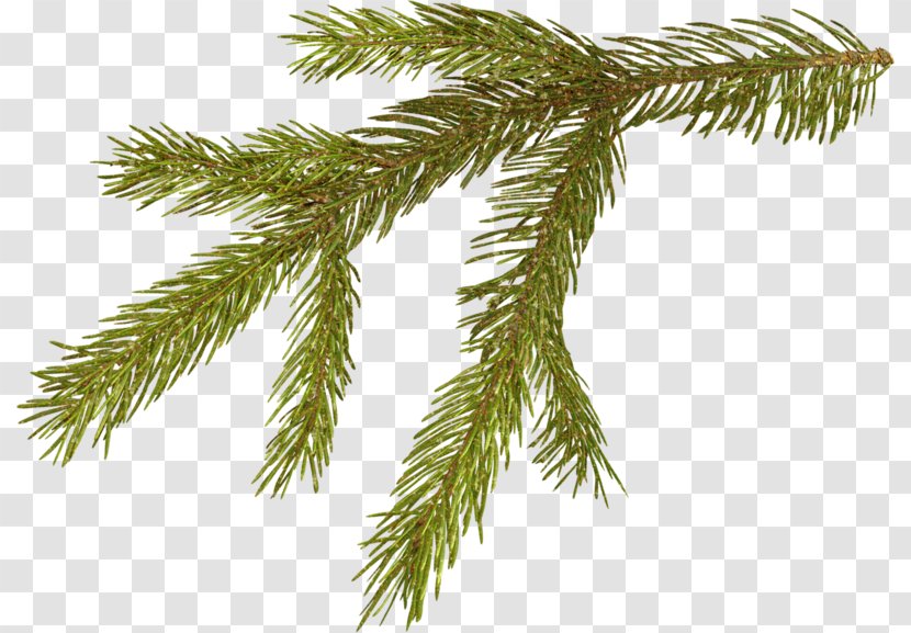 Pine Conifer Cone Vecteur - Plant - Christmas Ornament Transparent PNG