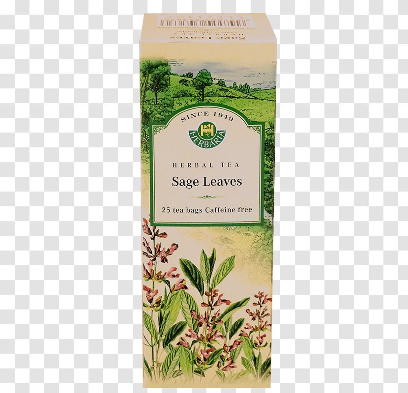 Herbal Tea Herbalism Tincture Homeopathy - Salvia Officinalis Transparent PNG