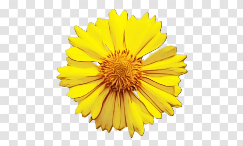 Vector Graphics Clip Art Image - English Marigold - Common Sunflower Transparent PNG