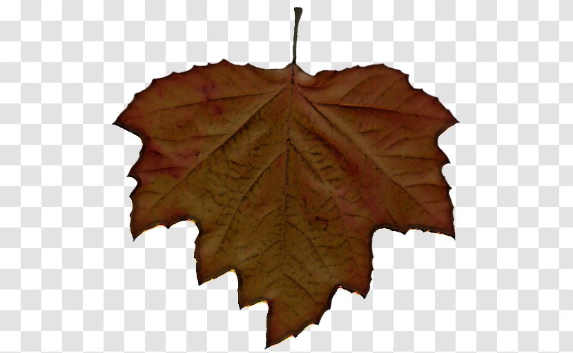 Maple Leaf - Grape Leaves - Deciduous Transparent PNG