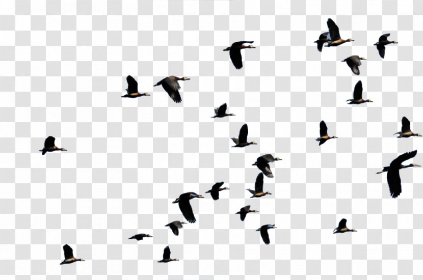 Bird Migration Flight Duck Animal - Flying Transparent PNG