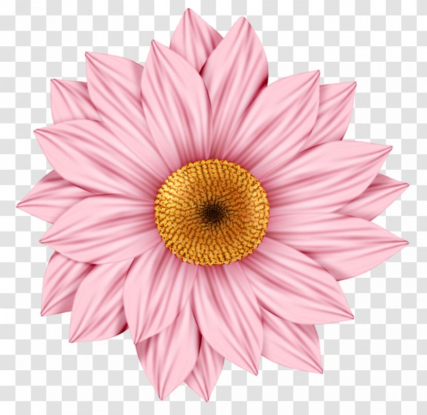 Transvaal Daisy Family Common Clip Art - Flower Transparent PNG