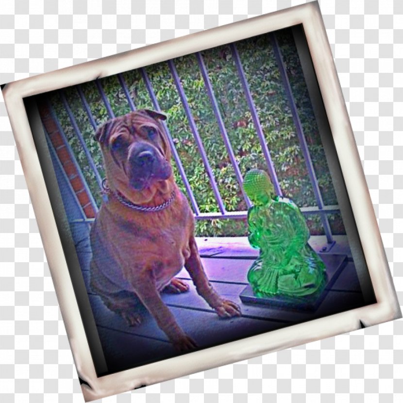 Dog Television Picture Frames Snout Transparent PNG