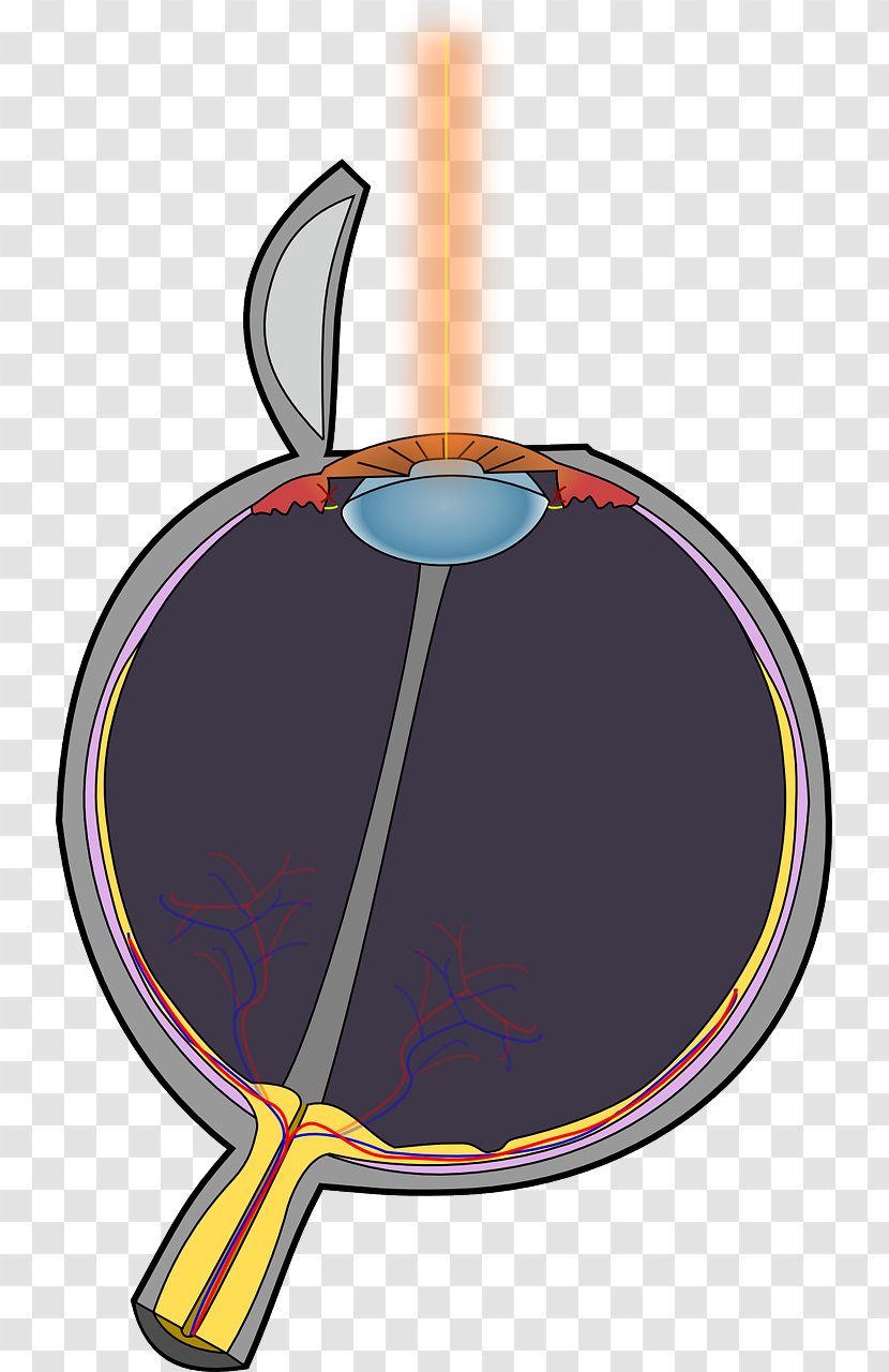 Human Eye Optic Nerve Nervous System Pupil Transparent PNG