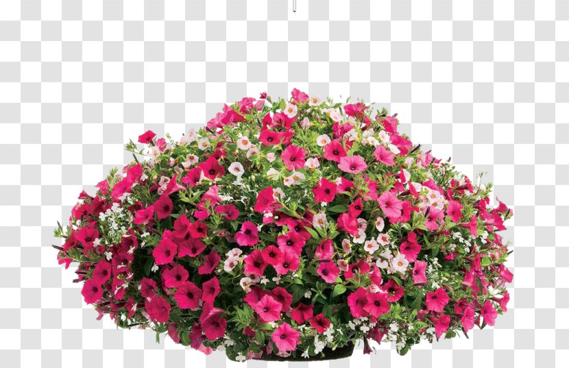 Container Garden Annual Plant Flowerpot Petunia Transparent PNG