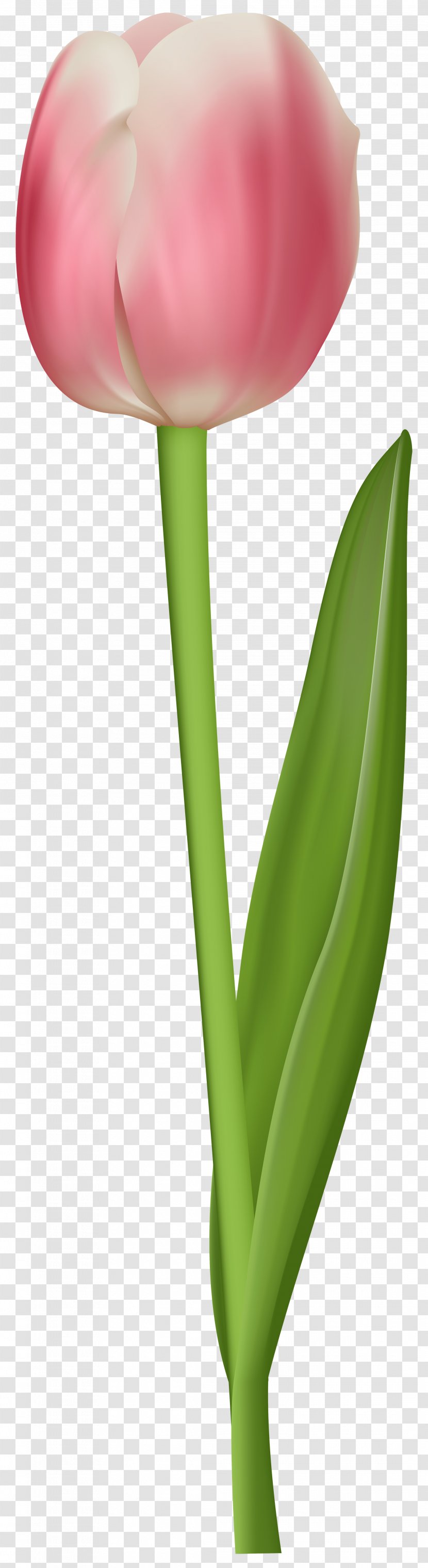 Tulip Petal Plant Stem - Transparent Clip Art Image Transparent PNG