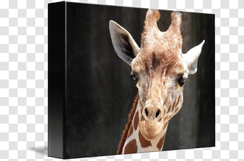 Giraffe Fauna Wildlife Terrestrial Animal Snout Transparent PNG