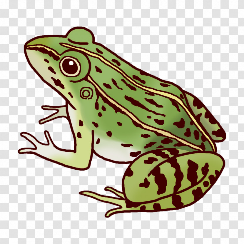 Toad True Frog Tree Frog Frogs Cartoon Transparent PNG