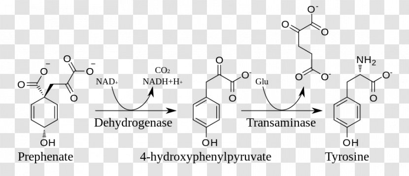 Tyrosine Shikimate Pathway Biosynthesis Shikimic Acid Metabolic - Cartoon - Watercolor Transparent PNG