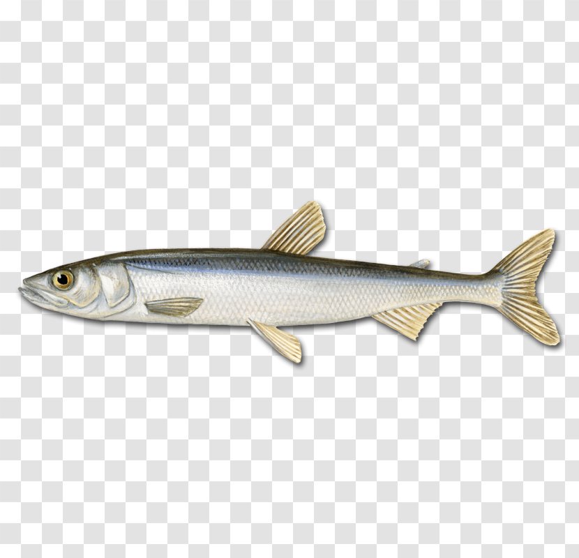 Sardine Bergen Capelin Oily Fish Herring - Seafood - Clupea Transparent PNG