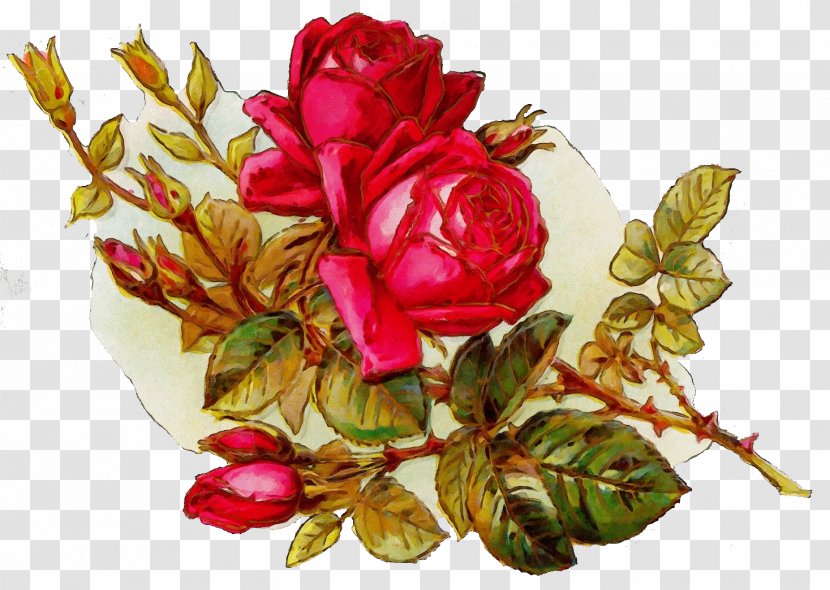 Red Watercolor Flowers - Cabbage Rose - Flower Arranging Floristry Transparent PNG