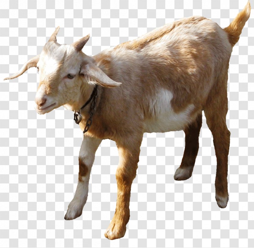 Goat Cartoon - Horn - Animal Figure Wildlife Transparent PNG