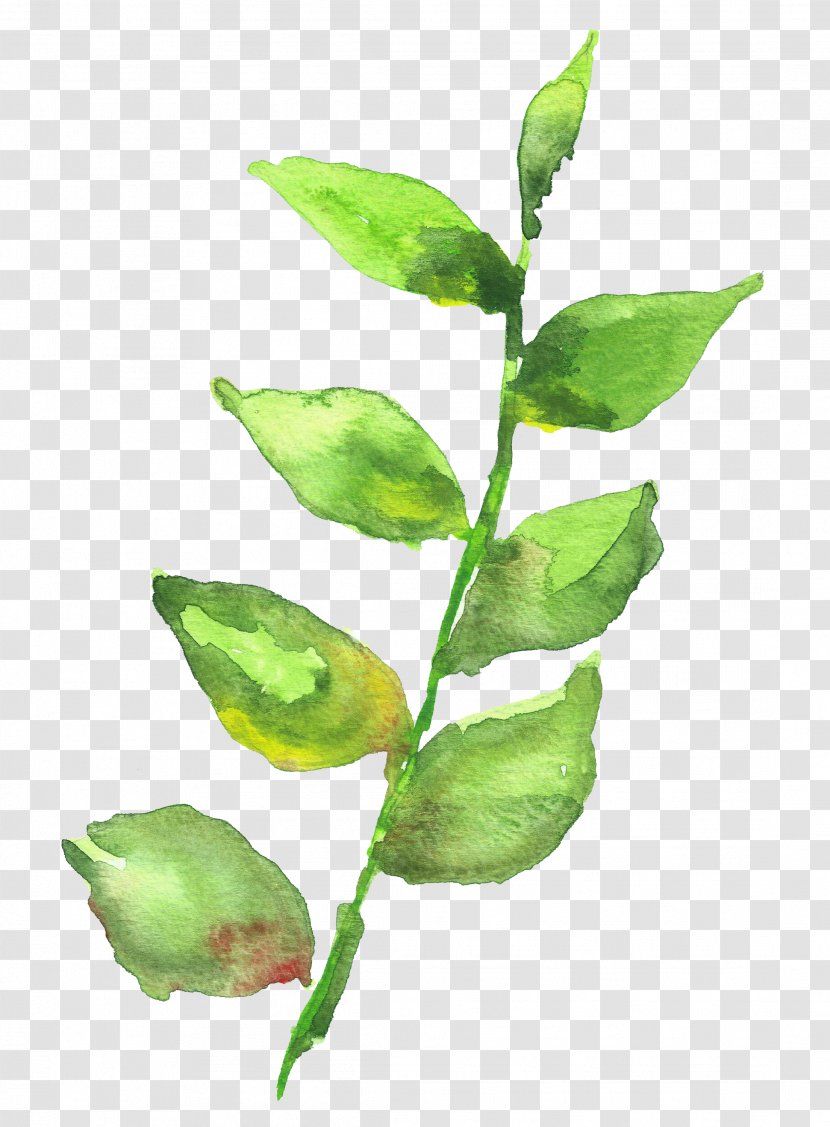 Watercolor Painting Leaf - Bud - Leaves Transparent PNG
