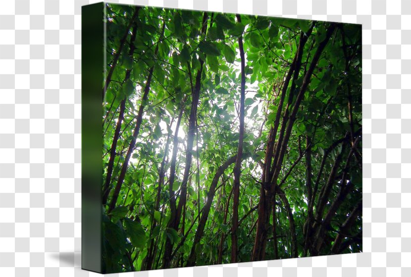 Rainforest Temperate Broadleaf And Mixed Forest Tropical Subtropical Moist Forests Coniferous - Tree Transparent PNG