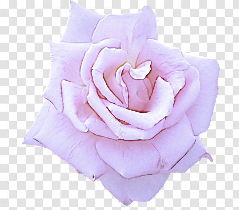 Garden Roses - Petal - Rose Family Flower Transparent PNG