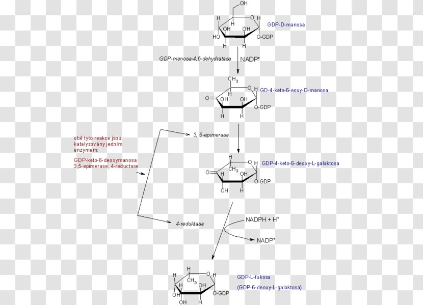 Line Angle Glucose 6-phosphate - Text Transparent PNG