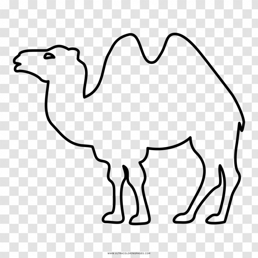 Dromedary Bactrian Camel Coloring Book Drawing - Black And White - Camello Transparent PNG