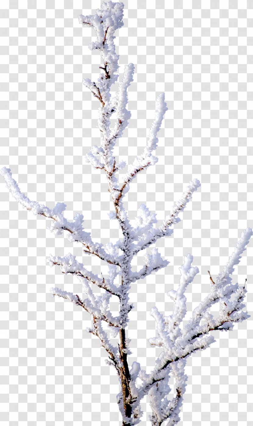 Tree Branch Snow Clip Art - Computer Graphics - Pine Transparent PNG