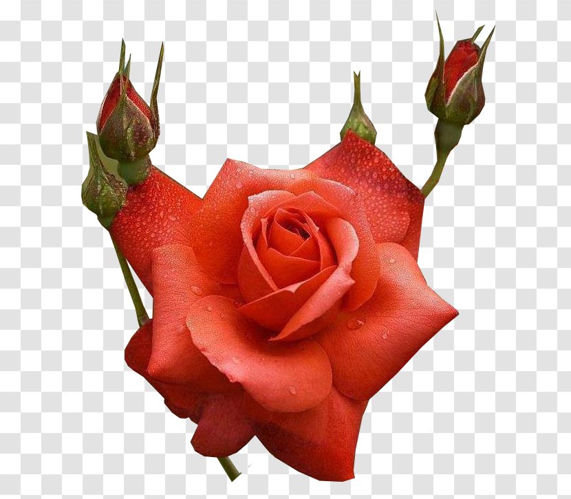 Rose Flower Bouquet Desktop Wallpaper Floral Design - Plant Stem Transparent PNG