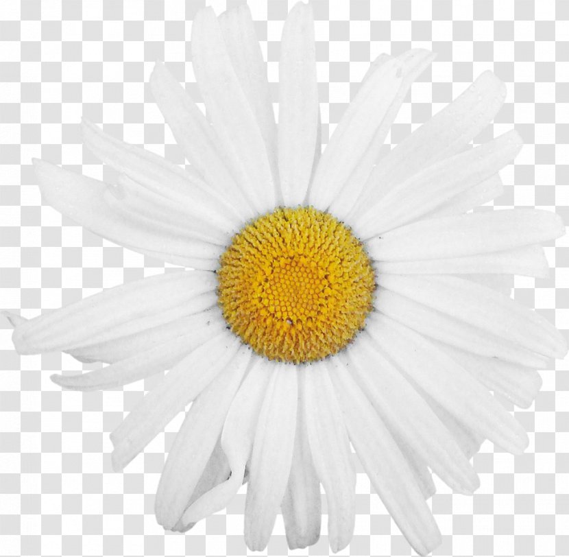 Oxeye Daisy Chrysanthemum Family Roman Chamomile Transvaal - Gerbera Transparent PNG