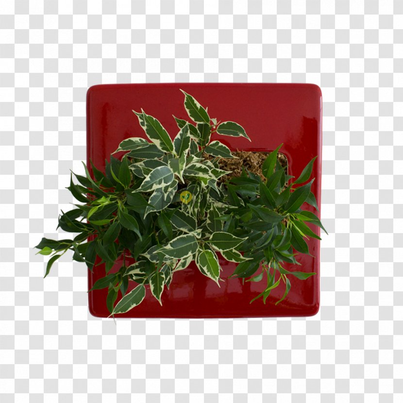 Flowerpot Rectangle Herb - Aquifoliaceae - Flowerbox Transparent PNG