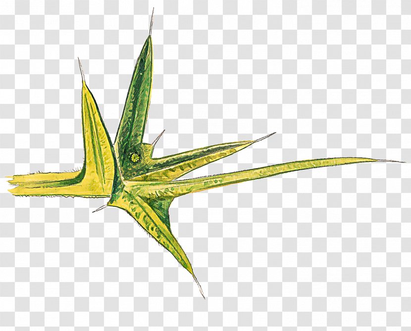 Plant Leaf Flower Flowering Aloe - Chlorophyta Perennial Transparent PNG