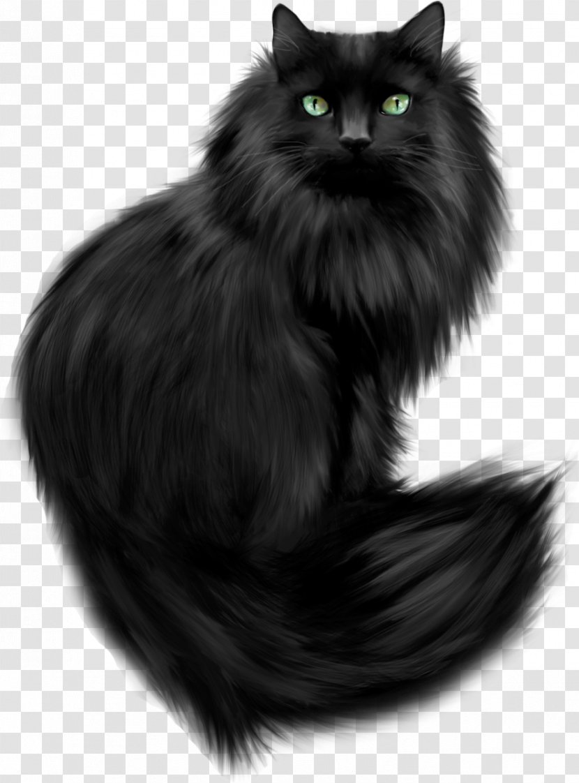 Persian Cat Maine Coon Tournée Du Chat Noir Clip Art Kitten Transparent PNG